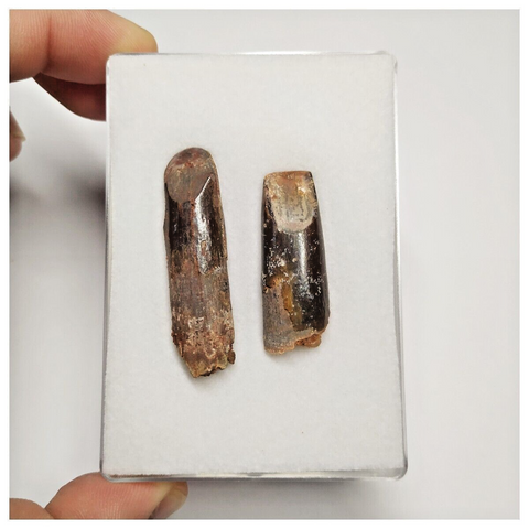 T202 - Set of 2 Finest Rebbachisaurus garasbae Diplodocoid Sauropod Dinosaur Teeth