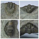 L53, L121 & L103 Parvilichas Ordovician Rare Lichid Trilobite + Undescribed 1.37'' Thysanopeltis + Nileid - Hisayoshi Order