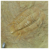 R374 & R323 Cambropallas + Myopsolenites Trilobites - Order Krumenacker