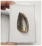 T70 - Rare Jobaria tiguidensis Sauropod Dinosaur Tooth Jurassic Tiouraren Fm