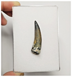 T161 - Rare Suchomimus tenerensis Dinosaur Tooth Lower Cretaceous Elrhaz Fm
