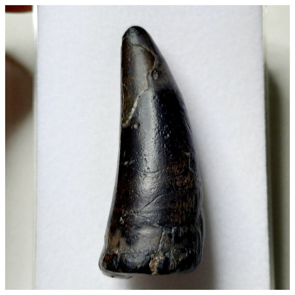 S21 - Sarcosuchus imperator Crocodile Tooth - Cretaceous Elrhaz Fm Tenere Desert