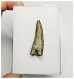 T249 - Rare Suchomimus tenerensis Dinosaur Tooth Lower Cretaceous Elrhaz Fm