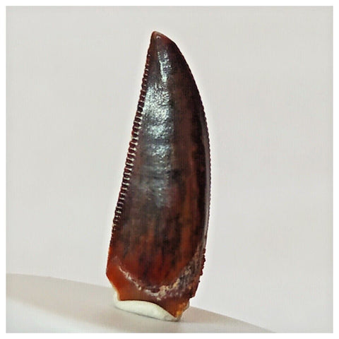 R3 - Finest Grade 0.82 Inch Abelisaurid Dinosaur Tooth Upper Cretaceous KemKem