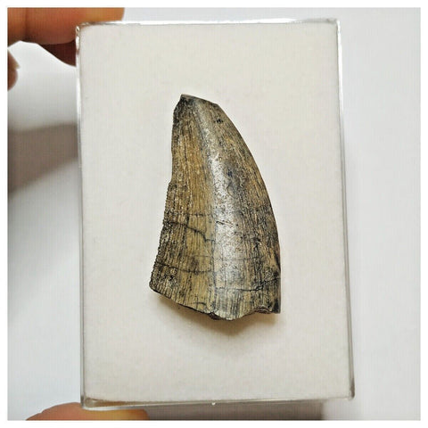 JS21 - Rare Eocarcharia dinops Dinosaur Tooth - Cretaceous Elrhaz Fm Tenere Desert