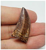 T83 - Finest Grade Dark Carcharodontosaurus Dinosaur Tooth - Cretaceous KemKem