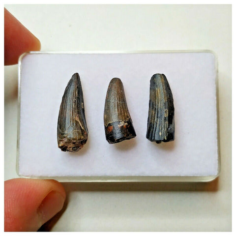 S46 - Set of 3 Rare Suchomimus tenerensis Dinosaur Teeth Cretaceous Elrhaz Fm Niger