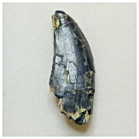 JS15 - Rare Afrovenator abakensis Megalosaurid Dinosaur Tooth Jurassic Tiouraren Fm