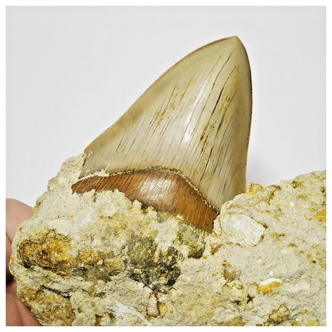 T115 - Finest Quality Serrated 4.21'' Megalodon Tooth in Matrix Indonesia Location