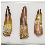 T218 - Set of 3 Finest Grade Spinosaurus Dinosaur Teeth Cretaceous KemKem Beds