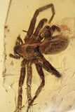 J52 - SPIDER Araneae Fossil Inclusion Genuine BALTIC AMBER + HQ Picture