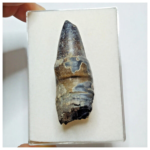 JS28 - Top Rare Pathologically Deformed Sarcosuchus Crocodile Tooth Cretaceous Elrhaz Fm