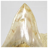 T119 - Finest Quality Serrated 3.70'' Megalodon Tooth in Matrix Indonesia Location