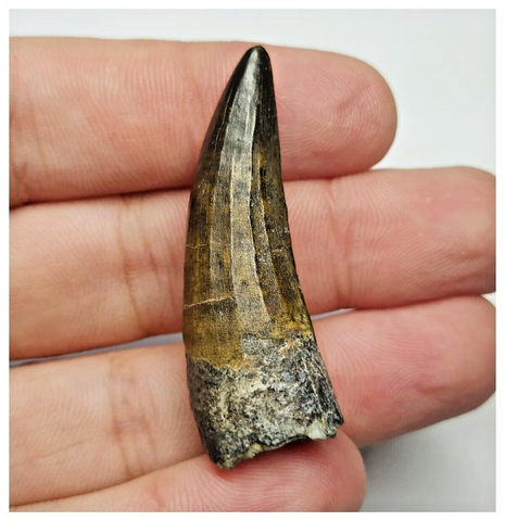 T24 - Rare Suchomimus tenerensis Dinosaur Tooth Lower Cretaceous Elrhaz Fm