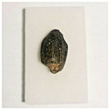 J9 - Top Rare Unidentified Basal Sauropod Dinosaur Tooth Jurassic Tenere Desert