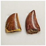 T196 - Set of 2 Finest Carcharodontosaurus Dinosaur Teeth - Cretaceous KemKem Beds