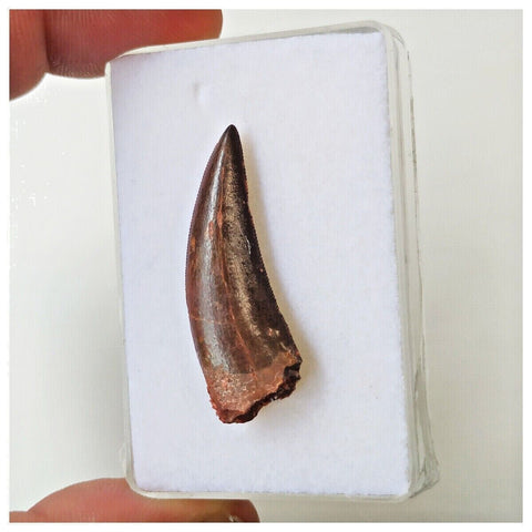 B6 - Finest Grade 1.33 Inch Abelisaurid Dinosaur Tooth Upper Cretaceous KemKem Beds