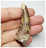 T19 - Rare Suchomimus tenerensis Dinosaur Tooth Lower Cretaceous Elrhaz Fm