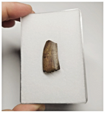 T18 - Kryptops palaios Abelisaurid Theropod Dinosaur Tooth Cretaceous Elrhaz Fm