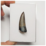 T276 - Rare Suchomimus tenerensis Dinosaur Tooth Lower Cretaceous Elrhaz Fm