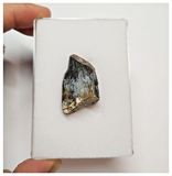 T46 - Rare Jobaria tiguidensis Sauropod Dinosaur Tooth Jurassic Tiouraren Fm