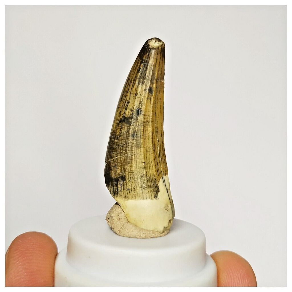 S48 - Finest Suchomimus tenerensis Dinosaur Tooth Lower Cretaceous Elrhaz Fm