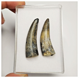 T217- Set of 2 Sarcosuchus imperator Crocodile Teeth Lower Cretaceous Elrhaz Fm