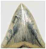 T128 - Finest Quality Serrated 4.40'' Megalodon Tooth from Rare Indonesia Location