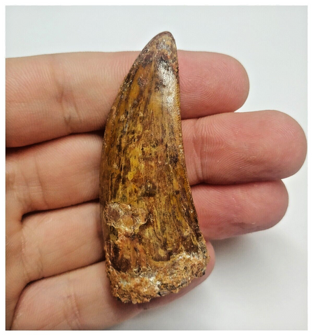 T82 - Beautiful 2.36 Inch Carcharodontosaurus Dinosaur Tooth - Cretaceous KemKem