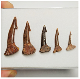 T183 - Set of 5 Nicely Preserved Onchopristis numidus Sawfish Rostral Teeth Upper Cretaceous KemKem