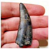 E3- Rare Eocarcharia dinops Dinosaur Tooth - Cretaceous Elrhaz Fm Tenere Desert