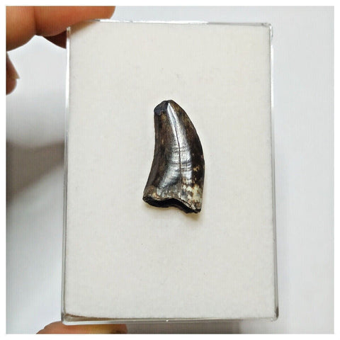 JS26 - Rare Eocarcharia dinops Dinosaur Tooth - Cretaceous Elrhaz Fm Tenere Desert