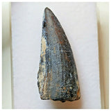 S40 - Exceedingly Rare Suchomimus tenerensis Dinosaur Tooth - Elrhaz Fm - Niger