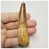 T147 - Nicely Rooted 3.42 Inch Spinosaurus Dinosaur Tooth Cretaceous KemKem Beds