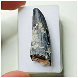 S9 - Exceedingly Rare Suchomimus tenerensis Dinosaur Tooth - Elrhaz Fm - Niger