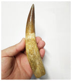 T137 - Huge Restored 6.18 Inch Spinosaurus Dinosaur Tooth Cretaceous KemKem Beds