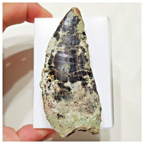 F9 - Rare 3.34'' Black Carcharodontosaurus Dinosaur Tooth Upper Cretaceous Talsint
