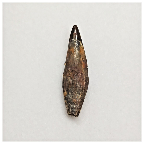 T168 - Top Rare Fully Rooted Pterosaur (Coloborhynchus) Tooth Cretaceous KemKem