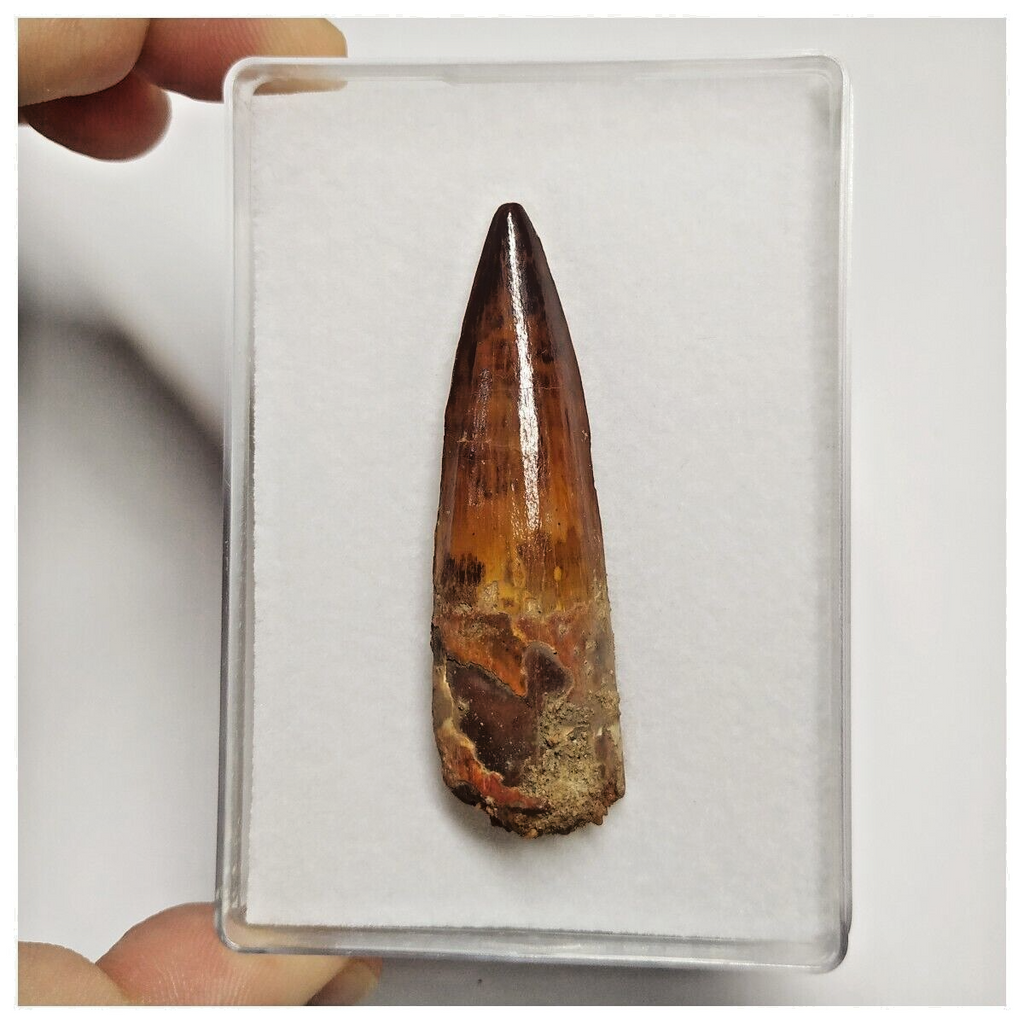 T193 - Finest Grade 2.28'' Red Spinosaurus Dinosaur Tooth Cretaceous KemKem Beds