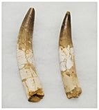 G48 - Amazing Set of 2 Rooted Spinosaurus Dinosaur Teeth Upper Cretaceous KemKem