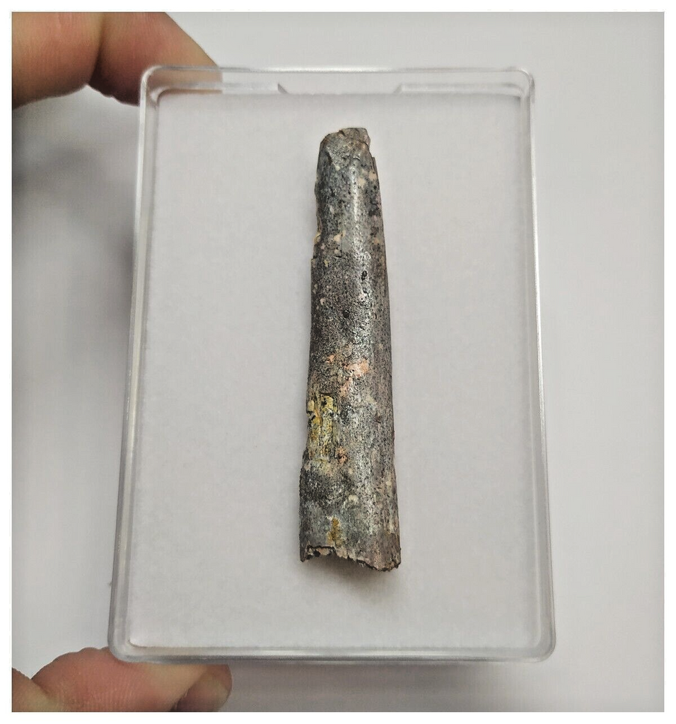 T90 - Large Rebbachisaurus garasbae Diplodocoid Sauropod Dinosaur Tooth KemKem