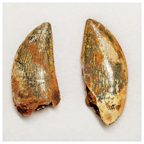 T197 - Set of 2 Finest Carcharodontosaurus Dinosaur Teeth - Cretaceous KemKem