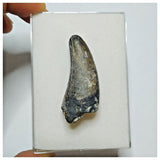 JS13- Rare Eocarcharia dinops Dinosaur Premaxillary Tooth - Cretaceous Elrhaz Fm Tenere Desert