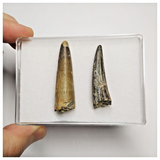 T230 - Set of 2 Sarcosuchus imperator Crocodile Teeth Lower Cretaceous Elrhaz Fm