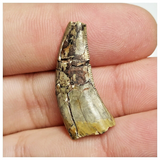 T165 - Rare Afrovenator abakensis Megalosaurid Dinosaur Tooth Jurassic Tiouraren Fm