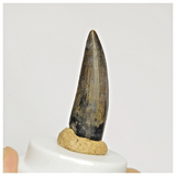 S126 - Finest Suchomimus tenerensis Dinosaur Tooth Lower Cretaceous Elrhaz Fm