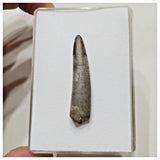 E13 - Top Rare Ornithocheirid Pterosaur Tooth - Lower Cretaceous - Elrhaz Fm