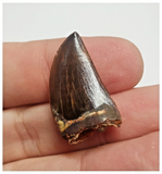 T76 - Finest Grade Dark Carcharodontosaurus Dinosaur Tooth - Cretaceous KemKem