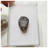 E17 - Top Rare Unidentified Basal Sauropod Dinosaur Tooth Jurassic Tenere Desert