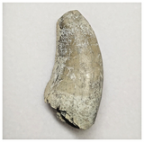 JS145 - Rare Eocarcharia dinops Dinosaur Tooth Cretaceous Elrhaz Fm Tenere Desert